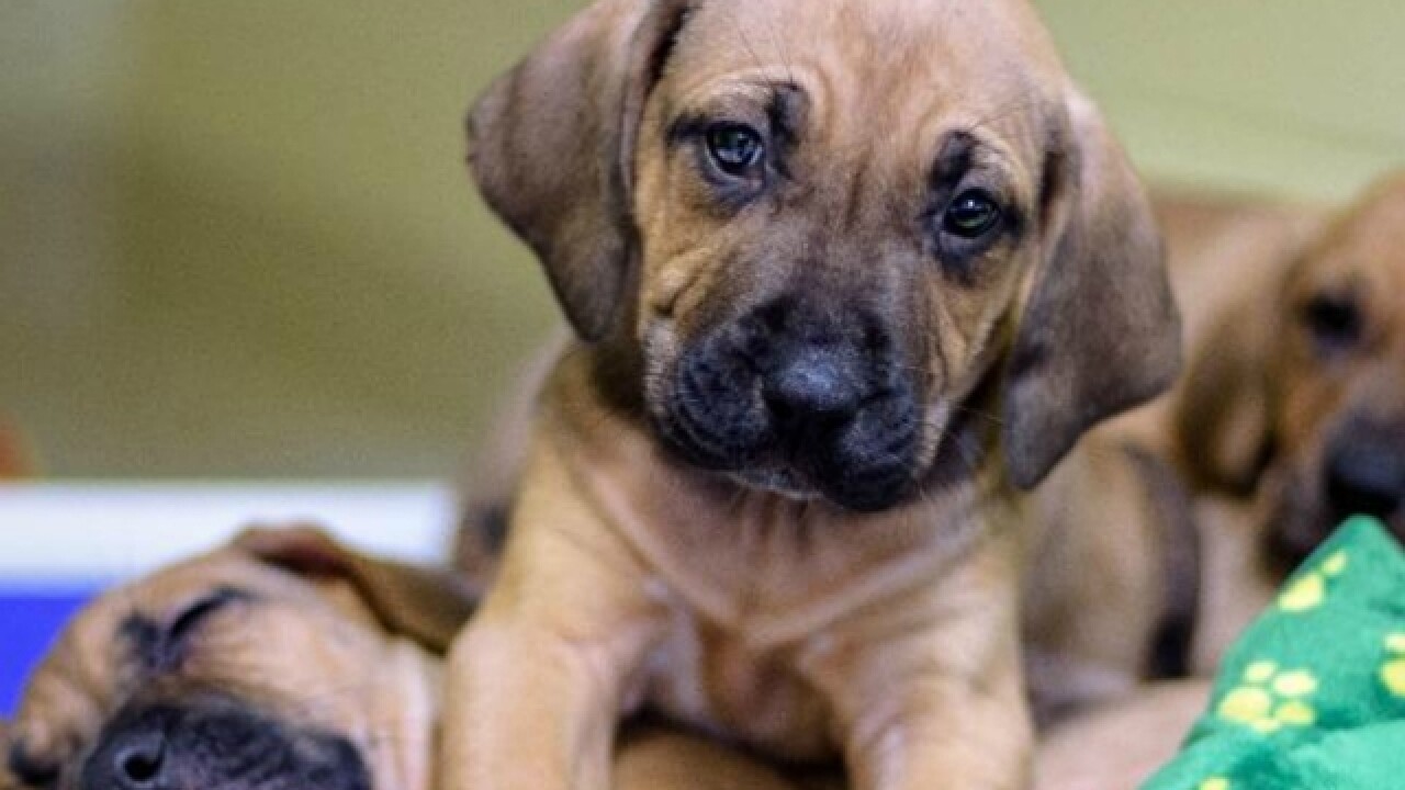 pets of the week