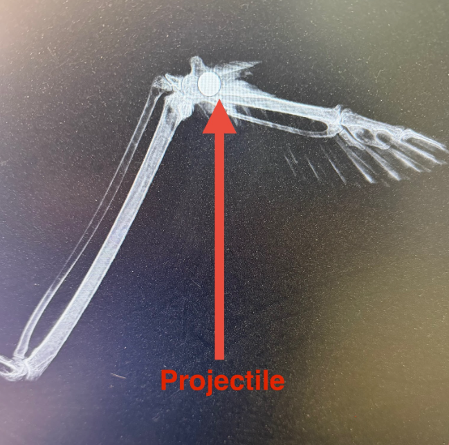 bald eagle shot in northglenn_projectile.png