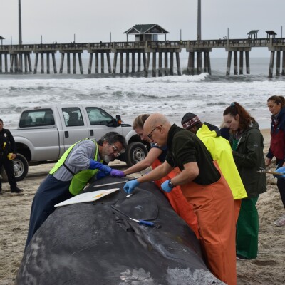 Stranded juvenile sperm whale showed signs of possible infection during necropsy