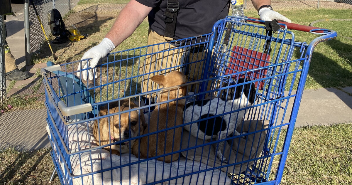 Phoenix firefighters rescue five dogs from quick spreading house fire