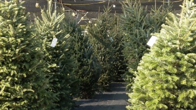 Fire officials share Christmas tree safety tips as holiday season peaks