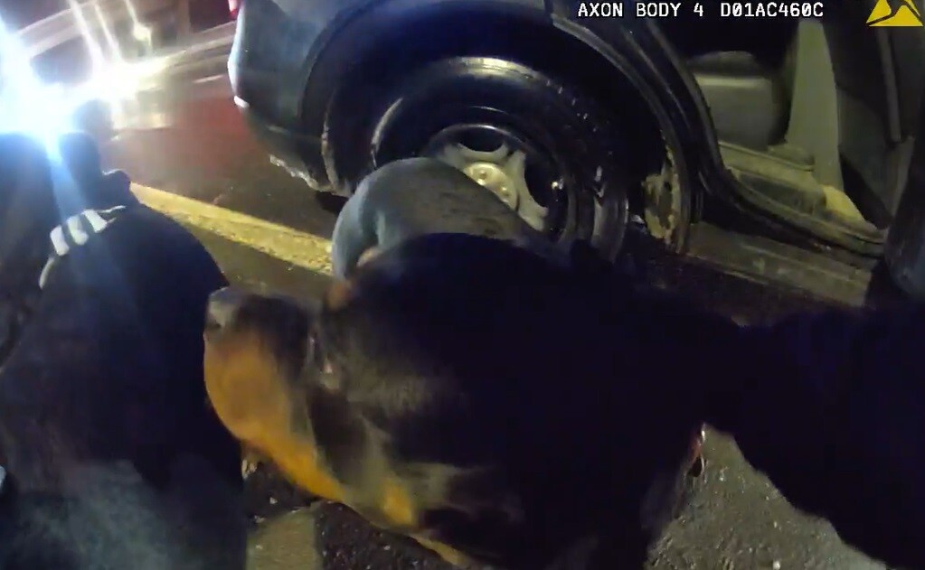 Dogs Rescued in Cleveland I-90