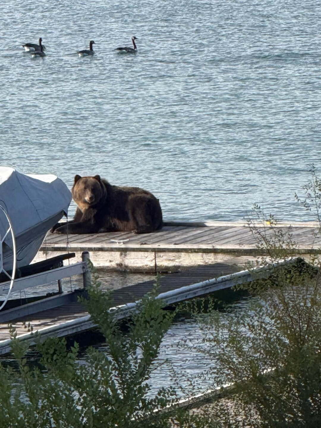 bear on dock.jpg