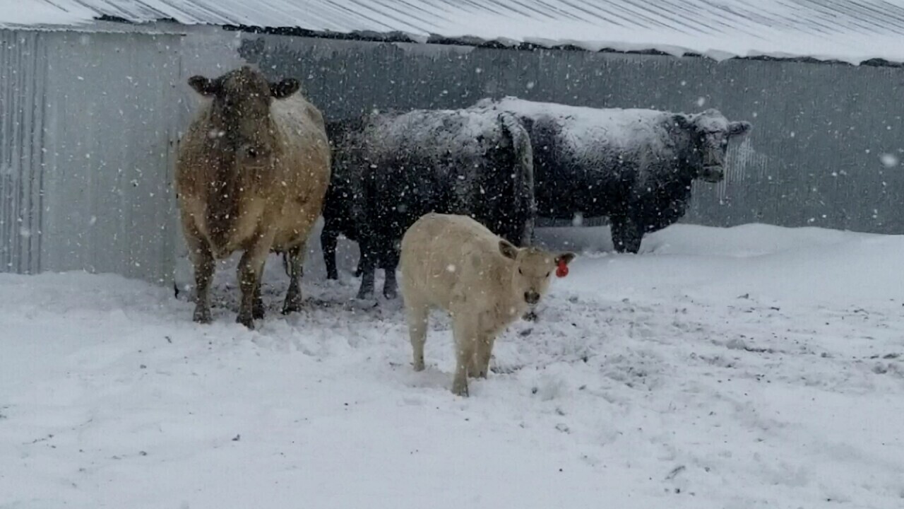Cows Montana Winter Snow