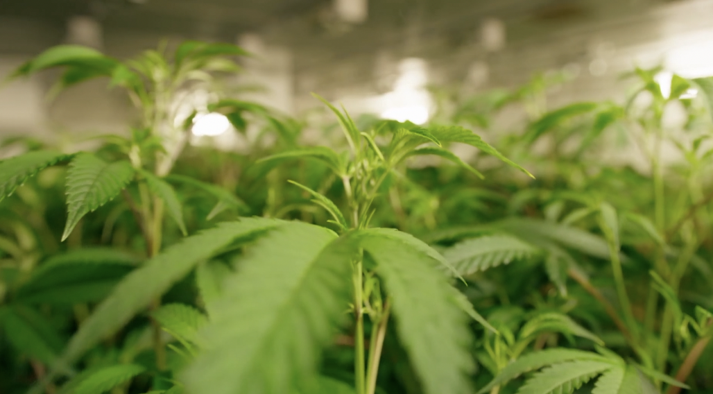 VB city leaders begin discussions on future retail sell of cannabis in Virginia