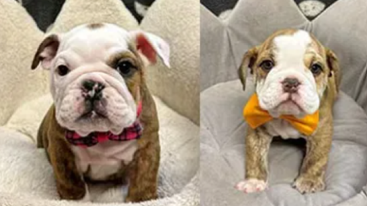 English bulldog puppies.png