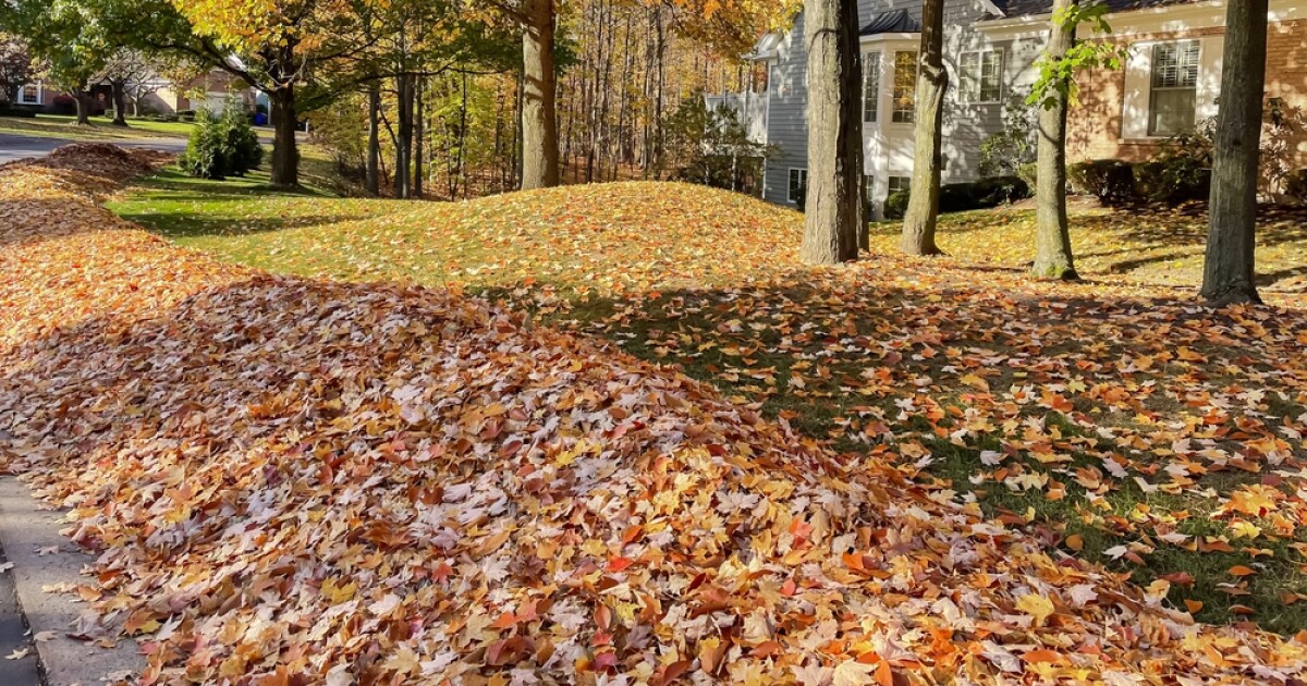 Give the rake a break: Experts say leaving your leaves has more benefits