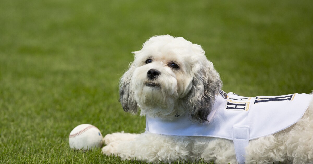 'We are heartbroken': Brewers announce Hank the Ballpark Pup has passed away