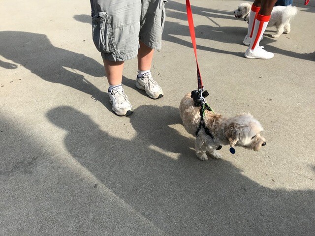 Tigers host first Bark at the Park night of 2018 season