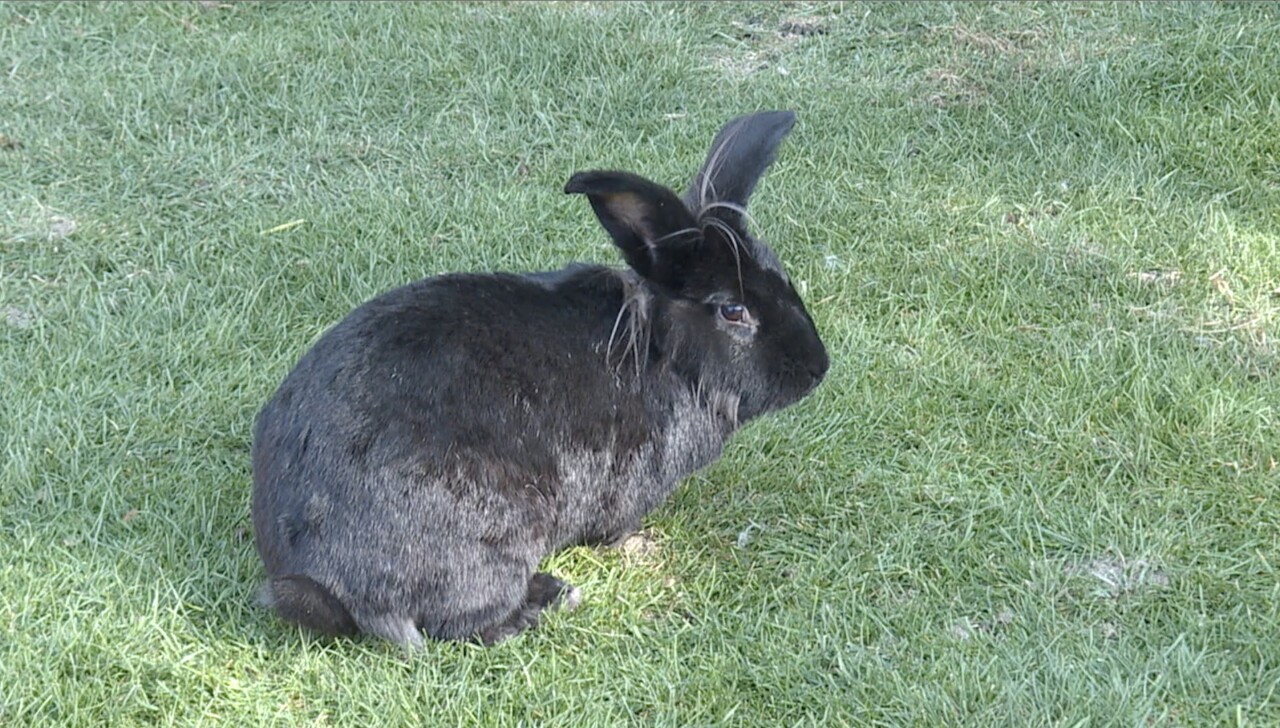 Bunnies up for adoption at Remembering Ruby Rabbit Rescue