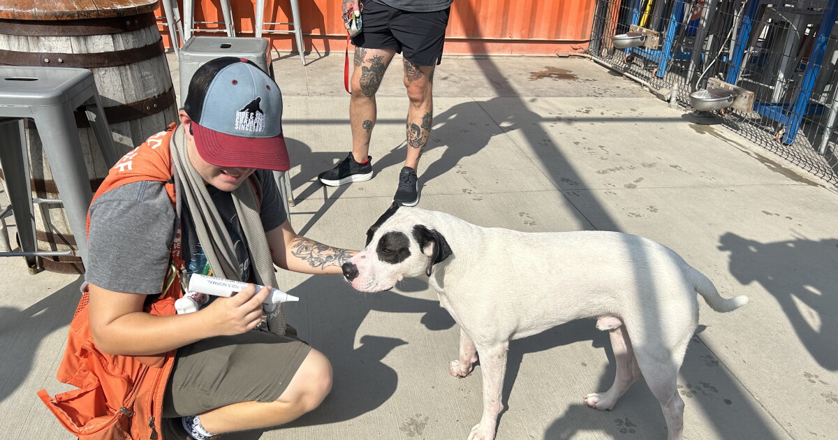 Bar K adjusts hours to keep dogs, humans cool - Vimarsana News