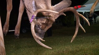 Deer 1.jpg