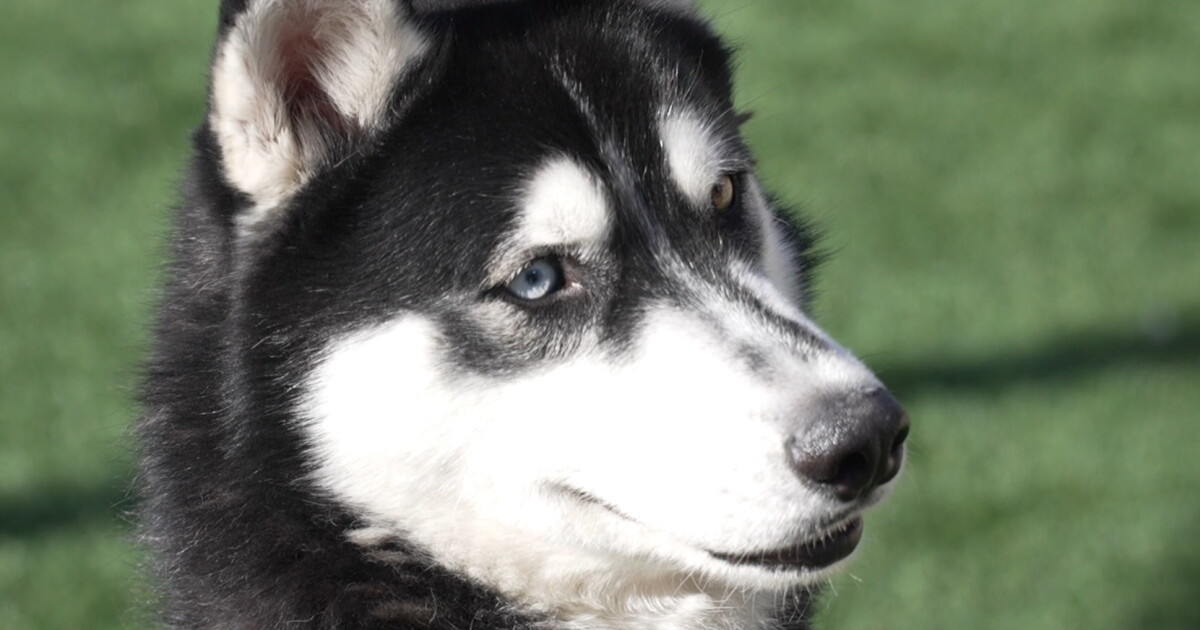 Local shelter has too many Huskies, so they're offering a discount - Vimarsana News