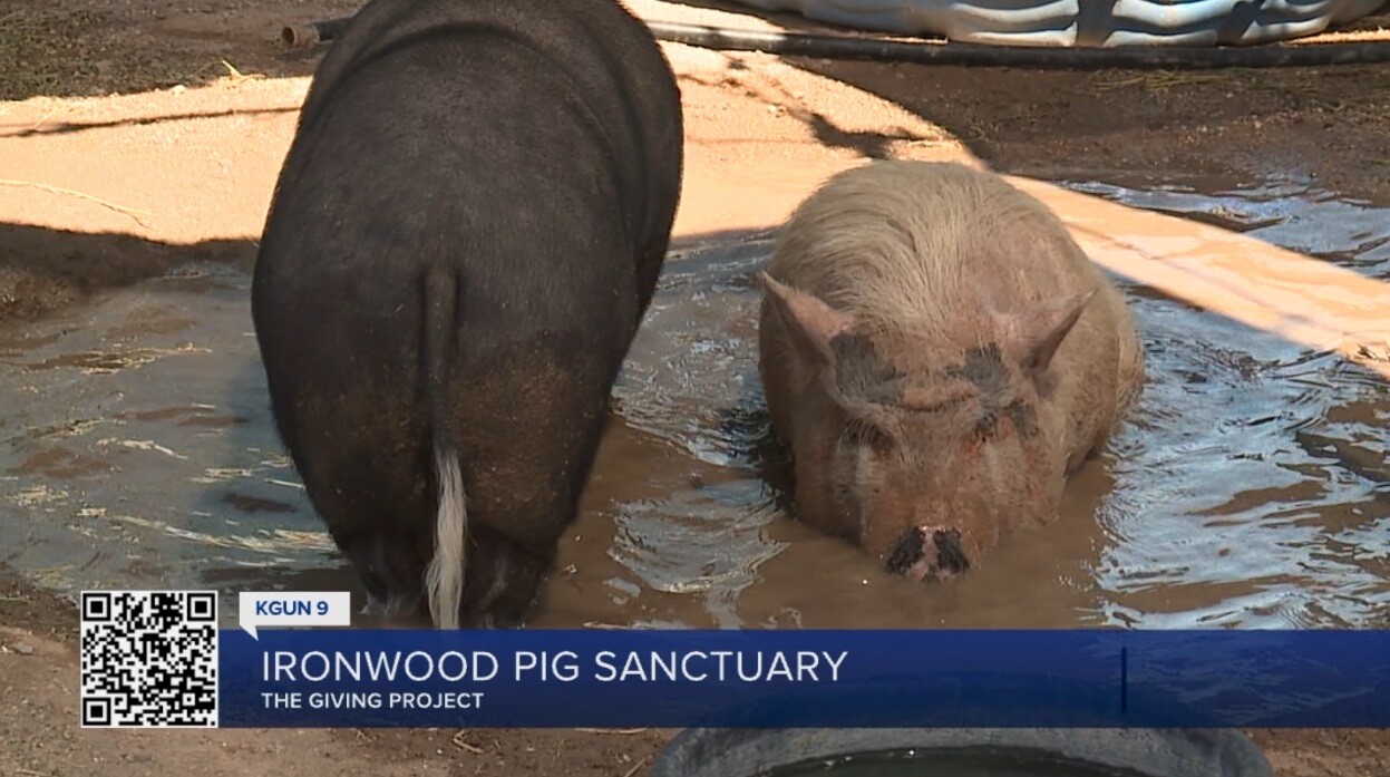 PigSanct4.jpg