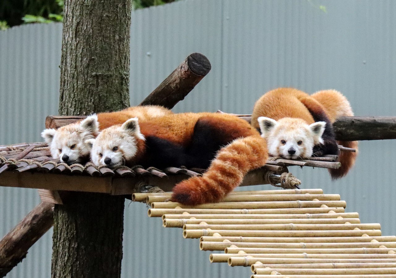 red panda triplets.jpg