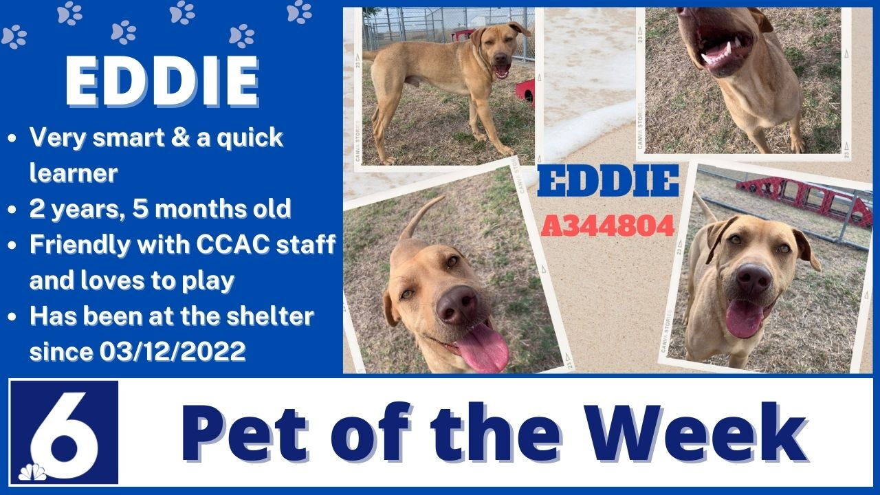 Pet Of The Week: Eddie