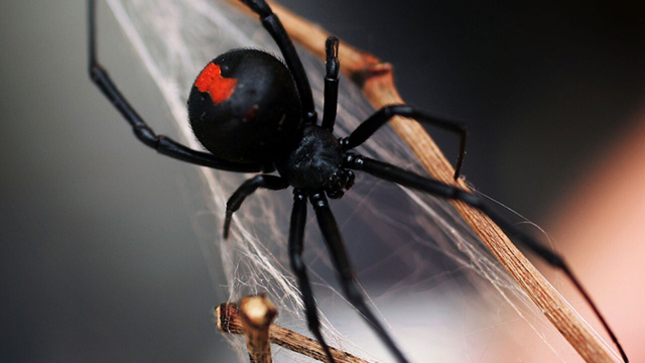 Blowtorch Used To Kill Spiders May Have Started House Fire