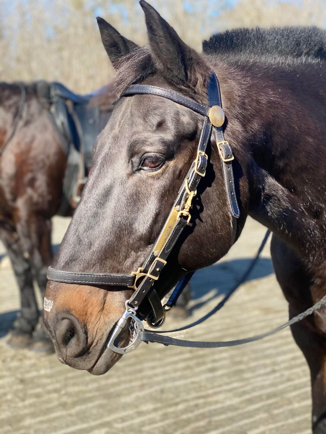 Mick the Virginia Beach Mounted Patrol horse