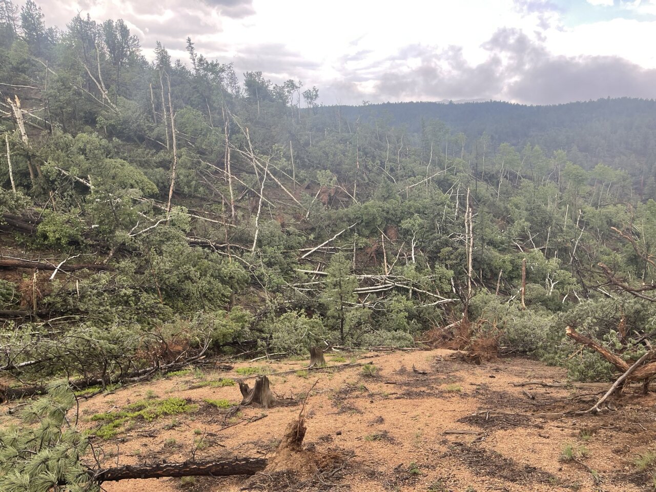 Pikes Peak widespread tree damage Brad Carroll