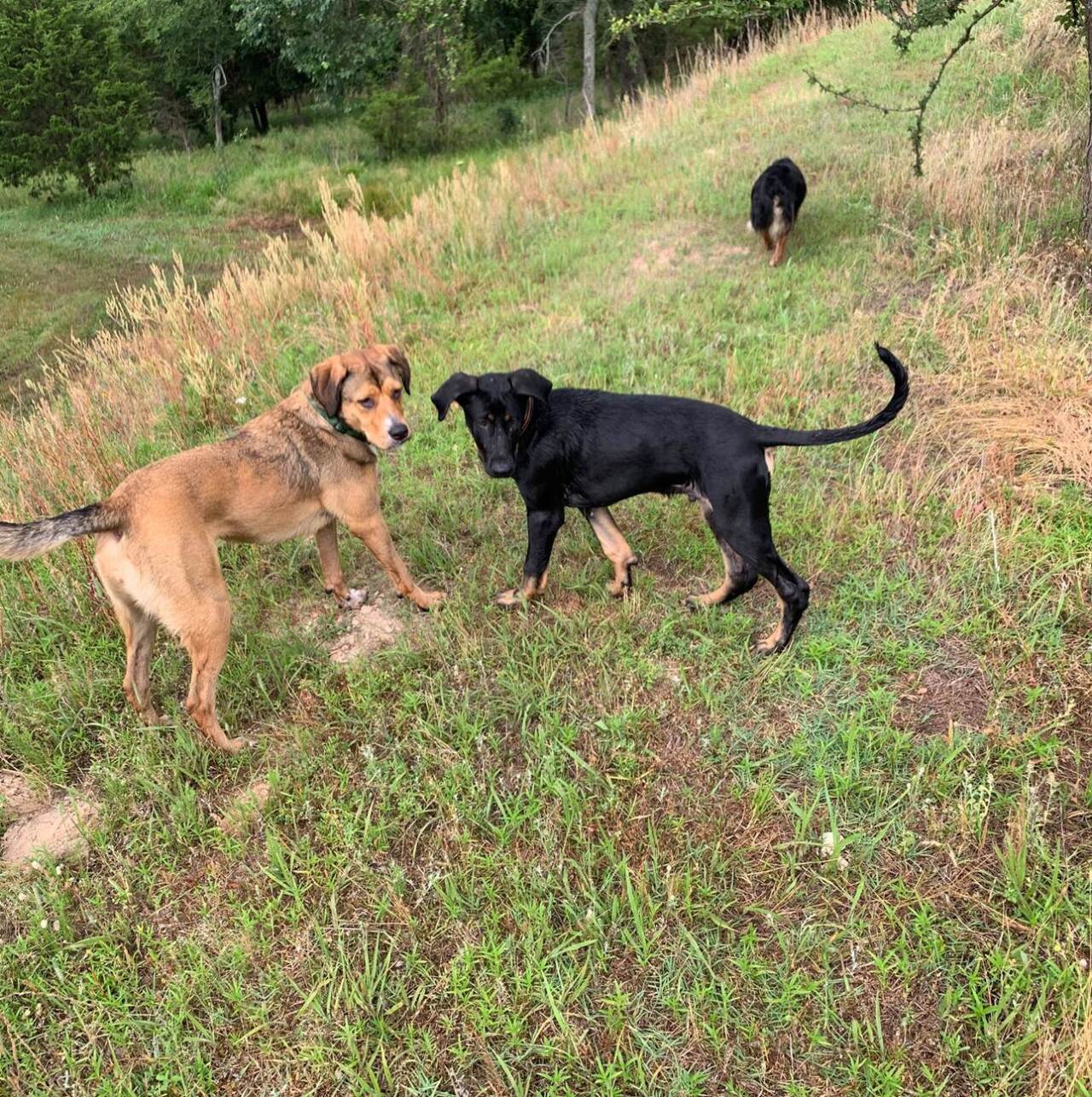 Police are investigating after a man's dogs were found dead after his truck and trailer were stolen.