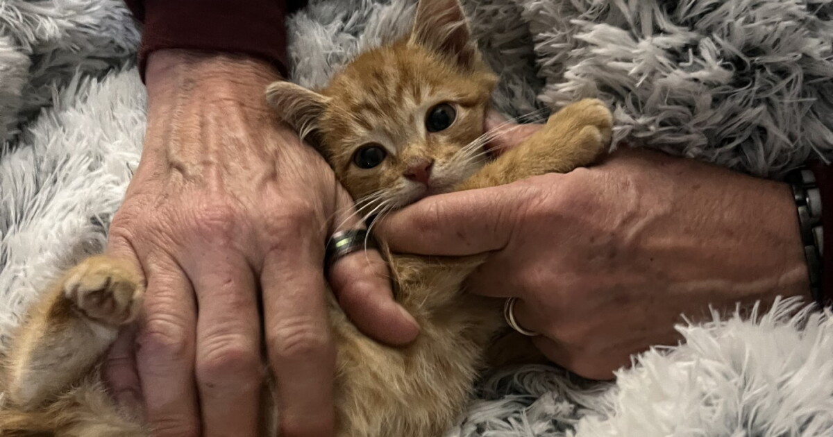 The rescue of Keagan Nando, Virginia Beach Town Center's drain kitten - Vimarsana News