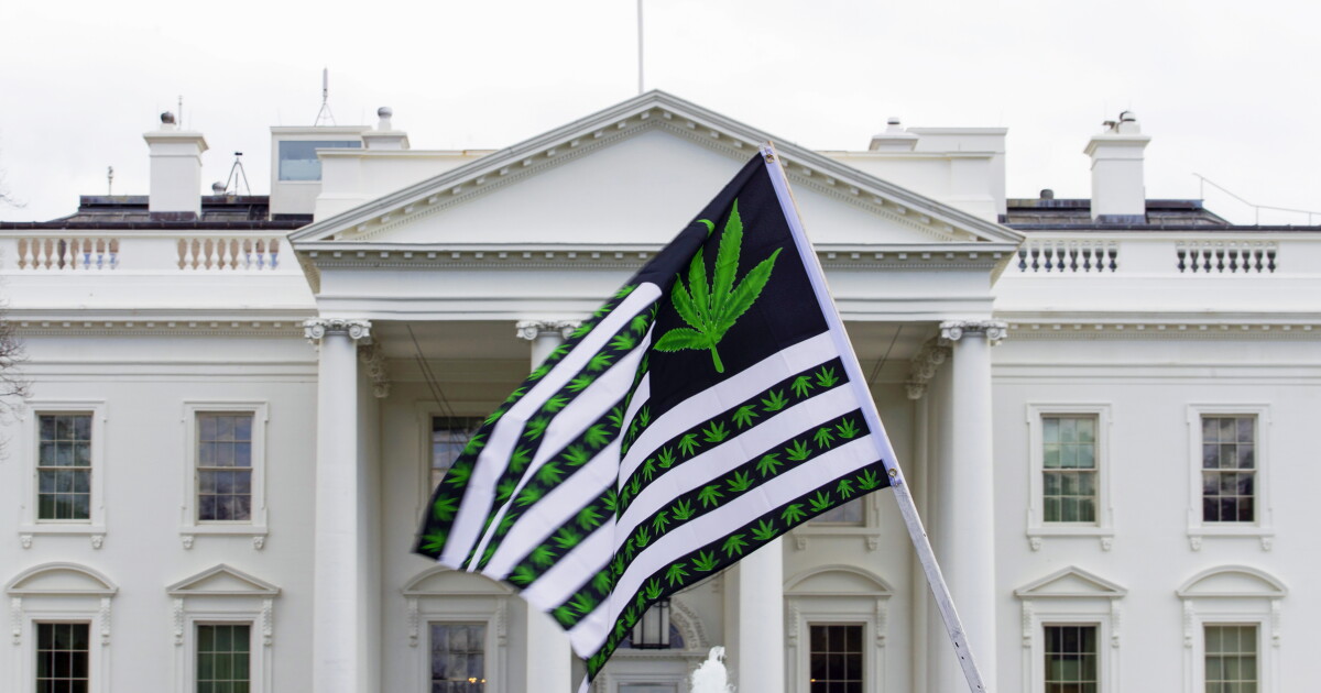 Feds look to lower cannabis restrictions nationwide - Vimarsana News