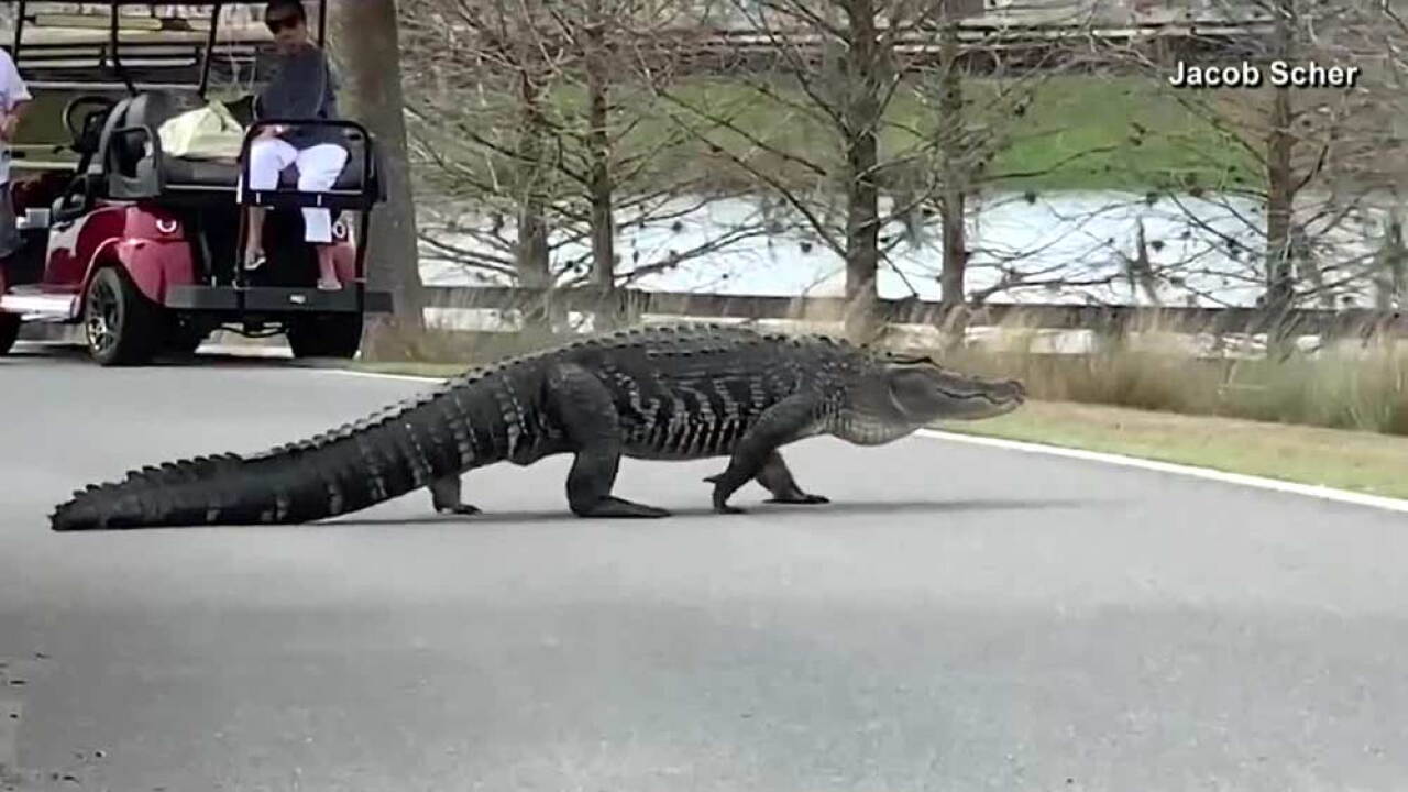 Monster alligator named 'Larry' is a local star in The Villages, Florida
