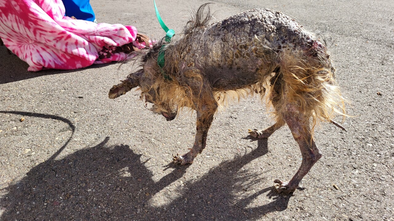 SDHS HLE Neglect Investigation_Champ_02382023_9.jpg