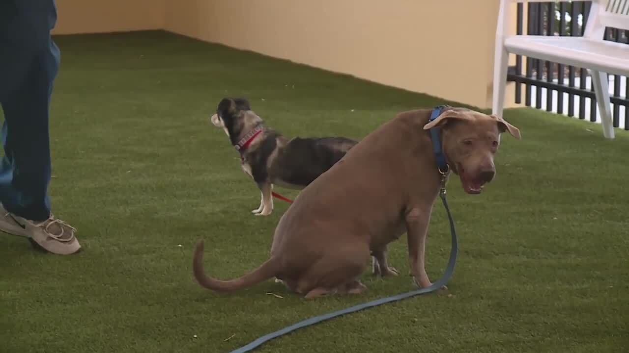 dogs on leashes at new Peggy Adams Animal Rescue League pet adoption center play yard