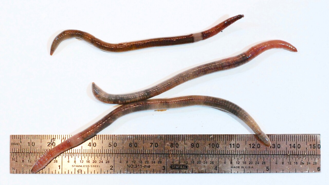 UB expert says invasive 'jumping' earthworms appearing in WNY UB expert says invasive 'jumping' earthworms appearing in WNY