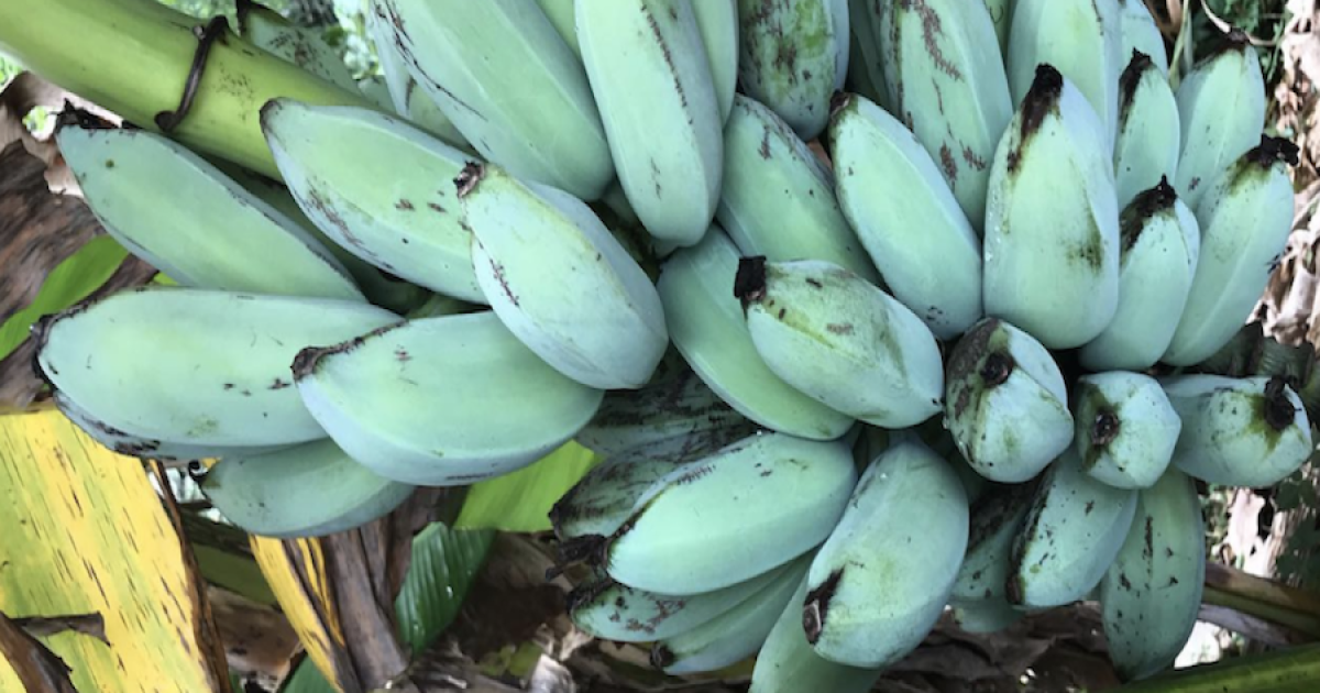 BLUE BANANAS! They taste like ice cream and grow in AZ