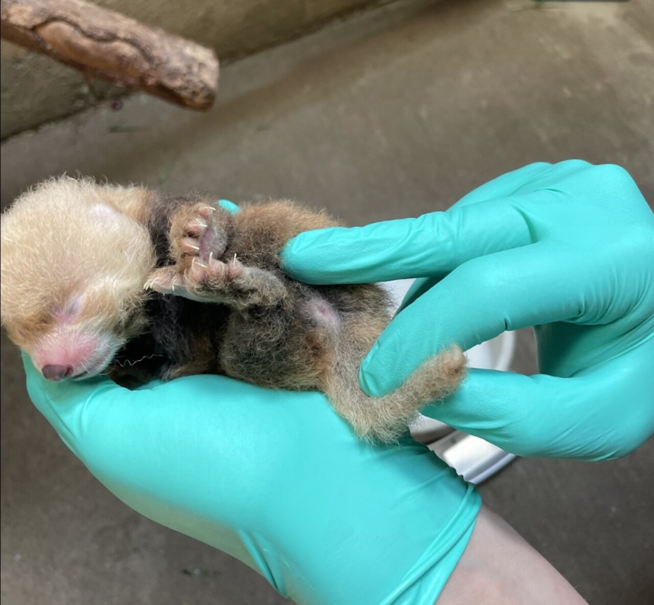 Newborn red panda.jpeg