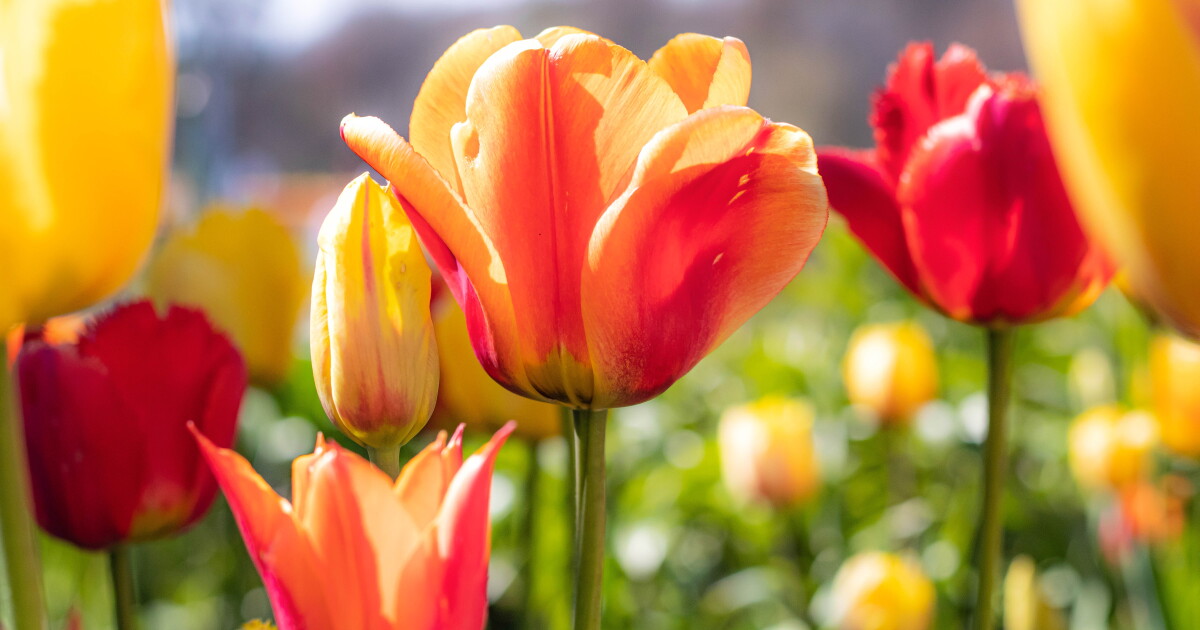 How to navigate I-196 construction during Tulip Time - Vimarsana News