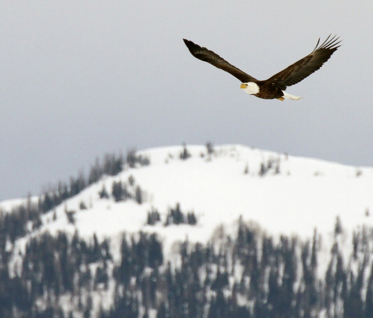 Bald Eagle Month