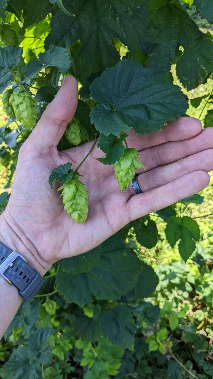 Monocacy Hop