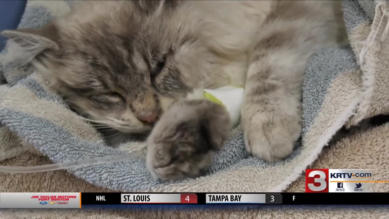 Community Rallies To Help Cat Injured By Likely Trap