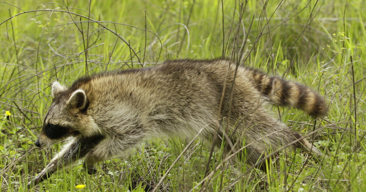 Raccoons in Lenexa Show Distemper Signs: Caution Urged
