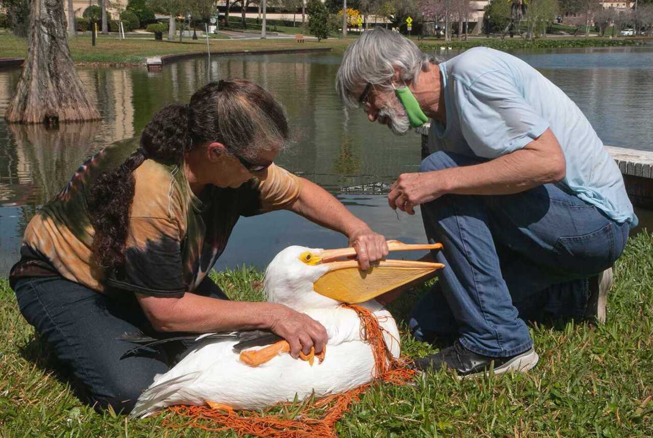 american white pelican1.jpg