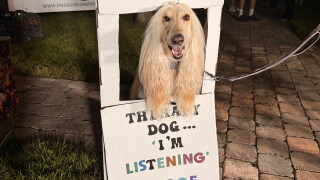Families and dog lovers can head to Fort Pierce this weekend for Responsible Dog Ownership Day at Dogs and Cats Forever Animal Sanctuary. The free event includes dog demonstrations, raffles, food trucks, kids activities and support for local shelter pets.