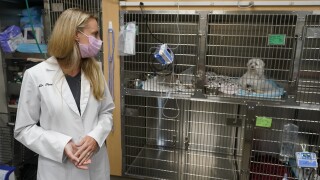 Katarzyna Ferry, Wendy