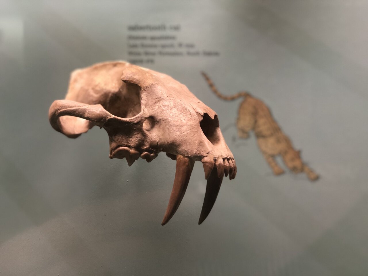 Denver Museum of Nature & Science sabertooth skull