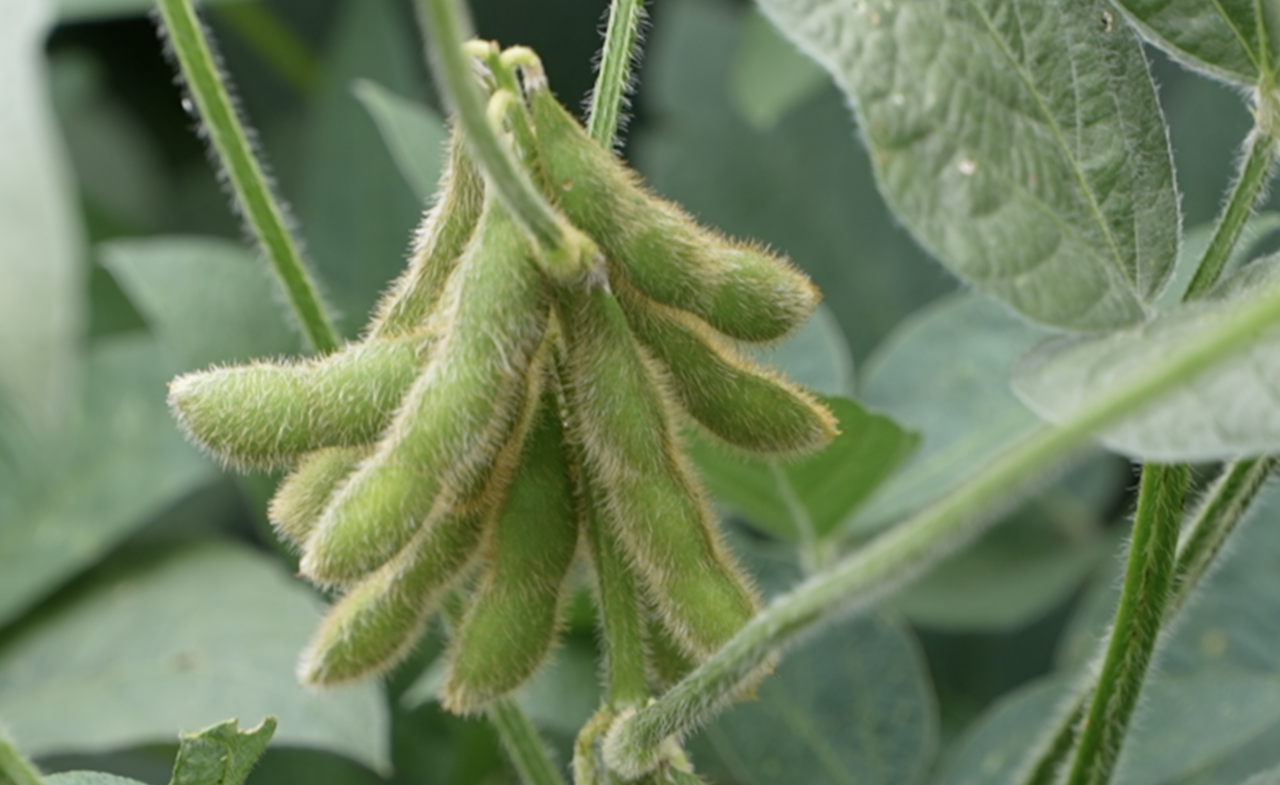 Soybeans