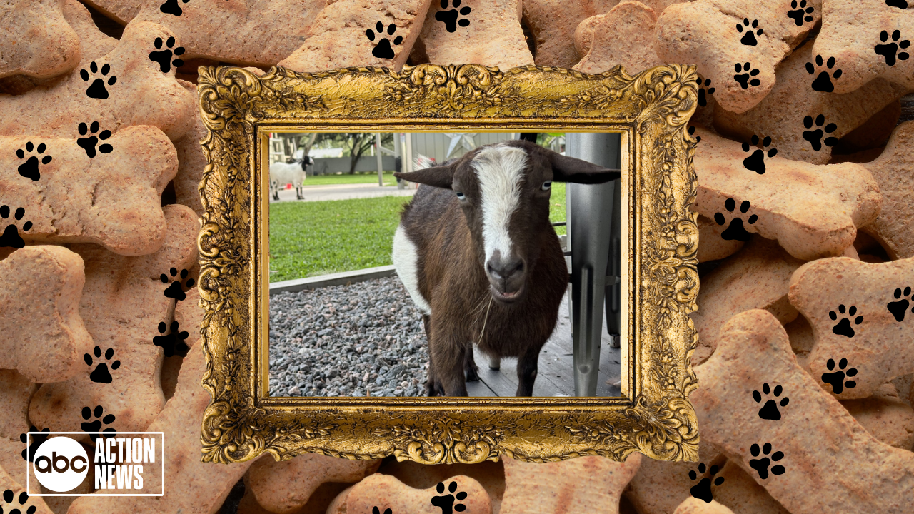 Rescues in Action Zelda (ZZ)