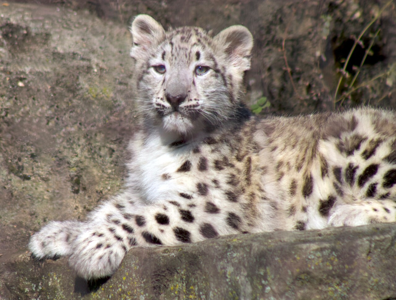 Snow Leopard Cub 1.jpg