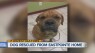 Dog rescued after alleged abuse caught on video
