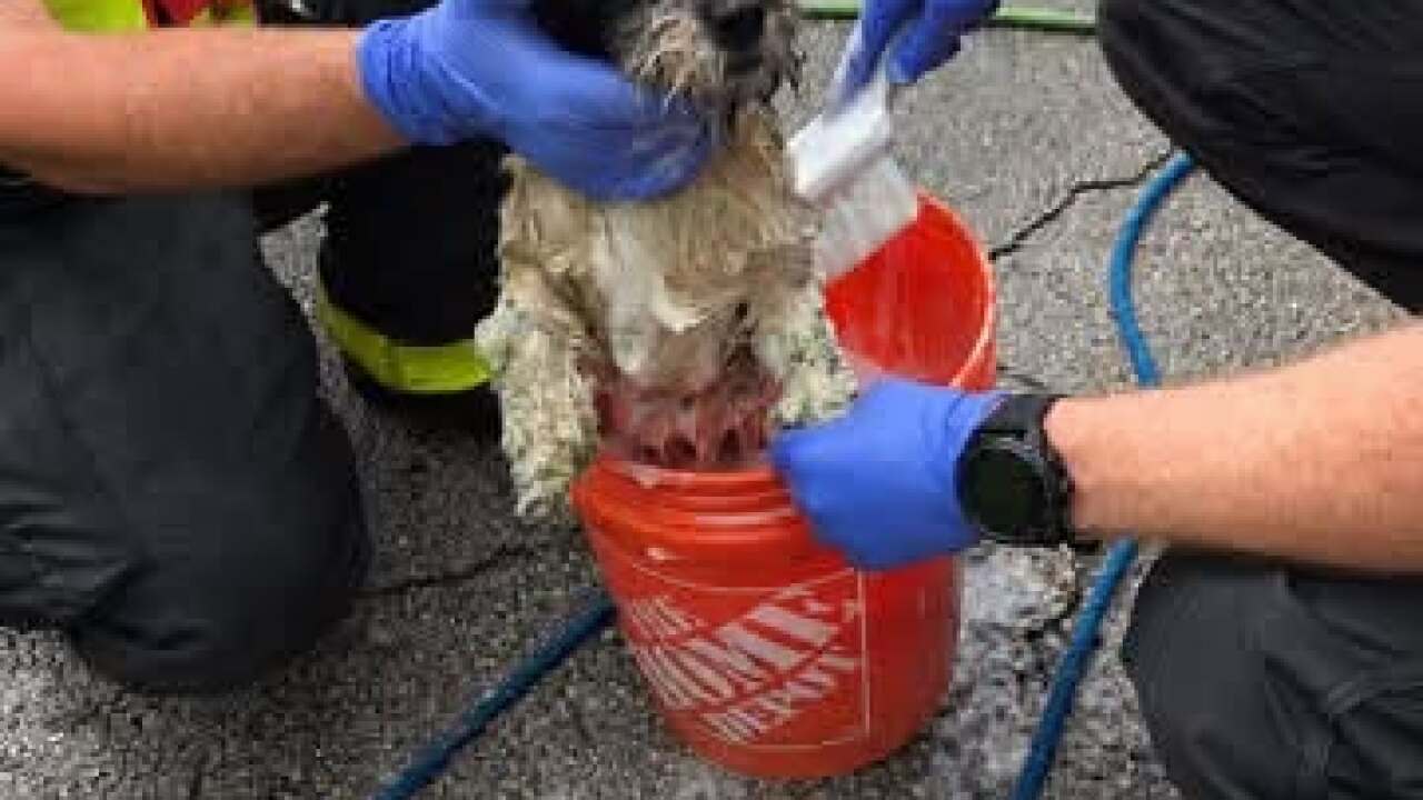 BB Firefighters rescue dog from raw sewage lift station