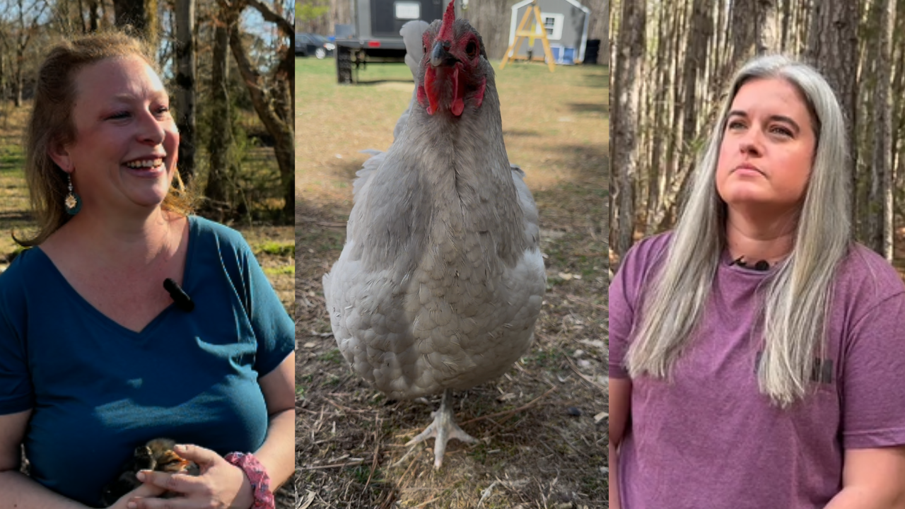 Chickens