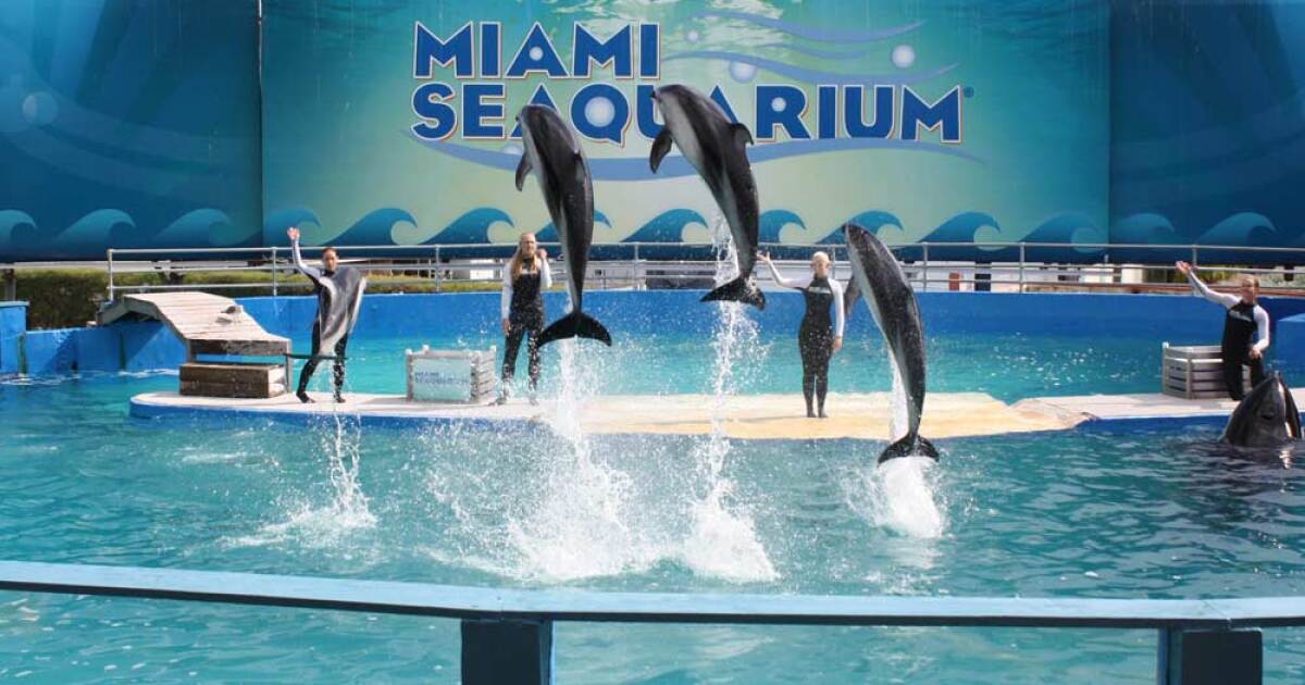 Miami Seaquarium offers free teacher admission this weekend