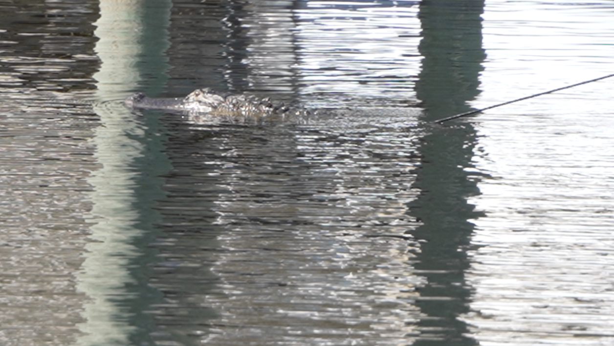 Pole sticking out of an alligator