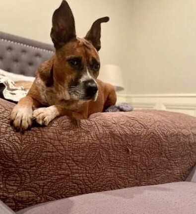 Pet of the Week: Antony